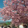 【まつだ桜まつり】まさに満開！！