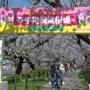 【権現堂公園の桜2020】これまでに何度も訪れた権現堂ですが新鮮な気持ちで今年も桜巡り行くよ～♪