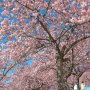 【いせさき市民のもり公園】河津桜は花の少ない時期にいち早く見頃になってくれるので好き～♪
