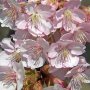 【いせさき市民のもり公園】桜は枝にびっしりと花をつけるから良いよね～
