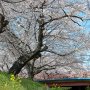 【千歳袋川堤の桜】土手を歩いて撮～る