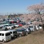 【権現堂公園の桜2020】今年も幸手市の桜の名所『権現堂桜堤』に行ってｷﾀ━━ヽ(ﾟ∀ﾟ )ﾉ━━!! 平日なのに朝から駐車場がいっぱいｗ コロナ騒動とは一体・・・