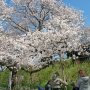 【権現堂公園の桜2020】菜の花畑のある土手の東側に比べると駐車場のある土手の西側は開花が遅れている感じでした 逆に言えばこちら側はまだまだ楽しめるとｗ