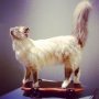 This is Wouter. (2011) He is part of my baby bunnie project in which I 
make toys out of real (pet) animals.
Yup, he is stunning!

#Wouter #babybunnieproject #persian #persiancat #persiancatsofinstagram 
#taxidermy #cat #toy #toys #stunning #artwork by #TINKEBELL. courtesy @TORCHGallery #Amsterdam