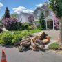 Professional Tree services | AAA Tree Service