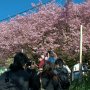 【まつだ桜まつり】松田駅を出て延々上り坂を登ってようやく会場入りです 今年の初サクラなかなかの咲きっぷりです♪