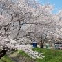【千歳袋川堤の桜】現在は川としては利用されていないようですね 水が全く流れておらんｗ