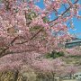 【雨引観音】お寺の敷地内には300本ほどの河津桜が植えられているそうです 駐車場も桜でいっぱい♪