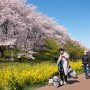【権現堂公園の桜2020】正直な所、こんなに綺麗に咲いているとは思わなかったｗ 栃木の桜なんてまだまだ咲き始めなのにｗ