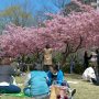 【宇都宮城址公園の河津桜 その弐】桜まつりが自粛or中止されようが、結局は桜が咲いたらそこに集まってしまうのが日本人というものｗ コロナ対策を徹底するならもう公園を閉鎖するしかないのではｗ