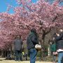 【宇都宮城址公園の河津桜】コロナ騒動をものともせずに続々と集まってくるお客さんｗ ぽかぽか陽気に桜とくればこうなるのは必然ｗ (ﾟ∀ﾟ; ｱｾｱｾ
