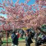 【まつだ桜まつり】お天気に恵まれたのがなにより♪ 遠いので何回も来られる場所じゃないしｗ