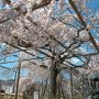 【佐野市・西光院の桜】久々に来たらだいぶ枝ぶりが寂しくなってましたが、ちょうど見頃になってました