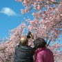 【いせさき市民のもり公園】満開の桜を前にしたら撮るしかないじゃなイカ！