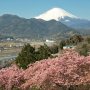 【まつだ桜まつり】公園の眼下に広がる光景も素敵ですねー