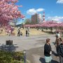 【宇都宮城址公園の河津桜 その弐】今日は良いお天気になりましたので再び宇都宮城址公園の河津桜見物に繰り出してきました