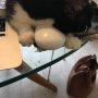 @JC1251916 She ended up cuddling the mouse