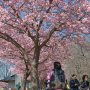 【宇都宮城址公園の河津桜】園内東側に並んでいる桜はあと少しで満開ですね