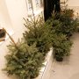 My daughter noticed that lots of people buy a Christmas 🎄 tree with roots but then still throw it out. So we decided to adopt each one we found and build a forest in our house. Just picked up number 7... 😂
