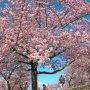 【いせさき市民のもり公園】ウチから片道90キロ、遠路はるばるやってきた甲斐がありました 天気もピーカンで青空に桜の花が映えていましたよ～
