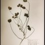 Yayy! Just heard that my clovers and flowers from #Fukushima will be shown by @torchgallery at this years @kunstrai (yess. there will be some brand new pieces too!)