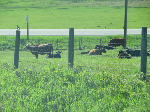 2020 07 07 from the #motorcycle #Jeep #adventure #travel #photooftheday 