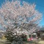 【天平の丘公園の桜2020】唯一営業をしてそうだった蕎麦屋さんの前の桜も見頃です 