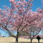 【宇都宮城址公園の河津桜】青空にピンク色の桜が綺麗に映えます まだ背が低い木が多いんですけどやっぱり桜は(・∀・)ｲｲ!!