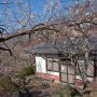 【筑波山梅林2020】普段なら梅緑茶を出してくれる「梅林 お休み処」も現在営業停止中
