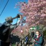 【まつだ桜まつり】景勝地に来るとやっぱり一眼持ち多いな これで気兼ねなく俺も撮影出来るってもんだｗ