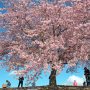 【いせさき市民のもり公園】丘の上にはベンチ等も設置されていてのんびりお花見が楽しめますよー