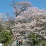 【慈光寺 赤門の桜】今日は宇都宮市の桜スポットを偵察 まずは慈光寺に行ってみました