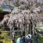 【太平山・太山寺の桜】花咲けば人が集まるのが日本の春なのです！！ コロナ騒動？なにそれ美味しいの？ｗ