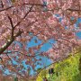 【まつだ桜まつり】あちこちに運搬用モノレールのレールが敷設されています