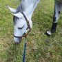 Redelijke start gemaakt in de dressuur, Lacoste was erg onder de indruk waardoor we de proef niet goed begonnen. 
Al deed ze super haar best en konden we vooral in de galop hele mooi onderdelen laten zien; score van 33,3p en voorlopig een 12e plaats.

#EventingSaumur