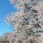 【天平の丘公園の桜2020】尼寺跡に植えられた淡墨桜は早くも満開です！