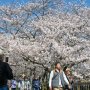 【権現堂公園の桜2020】狙え！ベストショット！！ ﾊﾟｼｬｯ! Σp[【◎】]ω･´)