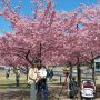 【宇都宮城址公園の河津桜 その弐】園内北側の桜も満開になりました～♪