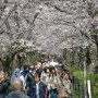【権現堂公園の桜2020】桜のトンネルを埋め尽くすお客さんの波 自粛、自粛と呪文のように唱えられる昨今ですが、来ちゃったからには楽しまないとね！