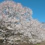 【天平の丘公園の桜2020】今日はお天気に恵まれたので近場の早咲きの桜を偵察 手始めに天平の丘公園にやってきました