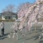 【長福寺の桜2020】昨年よりも枝が短くなったとはいえたくさんの花をつけた桜は人を惹きつけますね