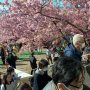 【まつだ桜まつり】この公園では雛飾りの展示なども行われ後から後から見学の方が押し寄せてくる