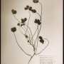 New work for @thisartfair - on show at the @torchgallery booth. Clovers from the decontaminated ground of Fukushima. (so it's safe)