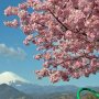 【まつだ桜まつり】河津桜はピンク色のやや大きめの花をつけます ボリューム感がよろしいです♪