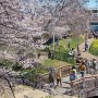 【権現堂公園の桜2020】週末の雨風に耐えてくれれば来週いっぱいくらいは楽しめるんじゃないかと思います 満開の桜を愛でたい方は是非！