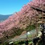 【まつだ桜まつり】凄い所に滑り台があるんですけどｗ