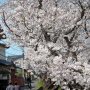 【千歳袋川堤の桜】樹齢70年ほどの桜の木が多いそうです なかなか立派な枝ぶり♪