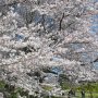【権現堂公園の桜2020】「おまいら空気読めよ・・・」と心の中で思っていたら誰かが通報したのか即座に『お花見自粛よろ』的な場内アナウンスが流れて撤収されられた模様 微妙な時期だから当然の対応だろうな