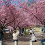 【宇都宮城址公園の河津桜 その弐】「みんなで一斉に桜を狙う！」の図 まだ県内では桜が見頃になってる場所ってここくらいのもんだろうからなー 人が集まるのも道理ｗ