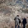 【筑波山梅林2020】気を取り直して梅に目をやるとなかなかの咲きっぷりです 例年なら白梅はまだ咲き始めの時期ですが今年は早くも見頃に突入しています